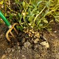 Arachis hypogaea